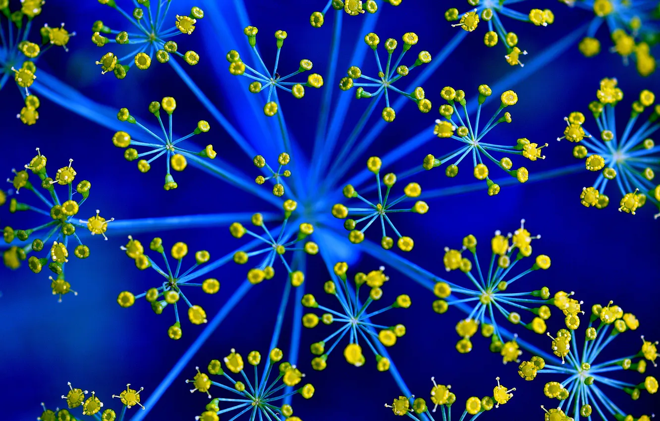 Photo wallpaper flowers, nature, plant