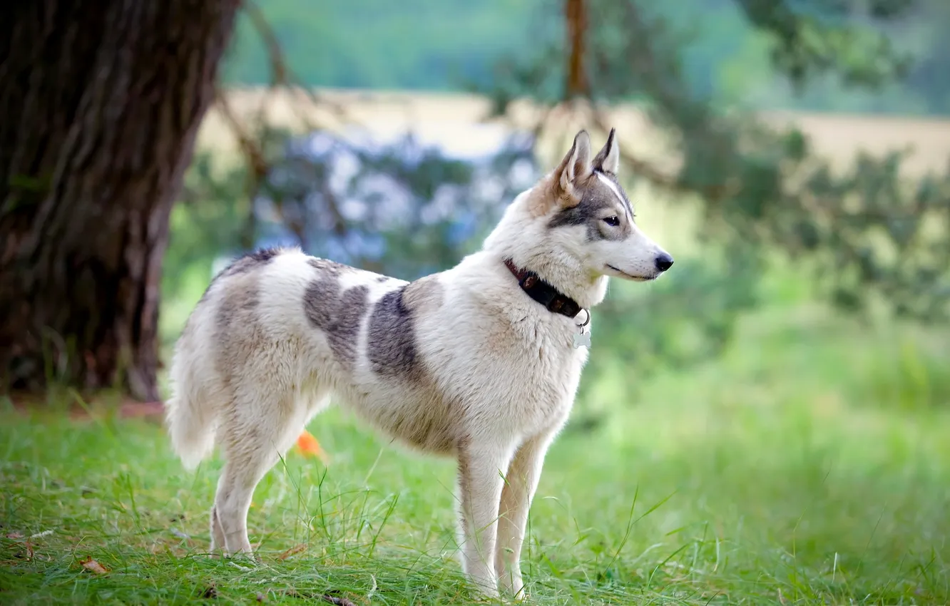 Photo wallpaper nature, each, dog