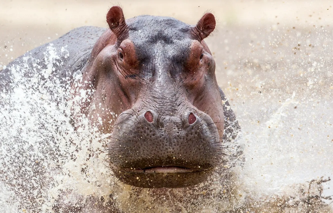Photo wallpaper water, drops, squirt, head, Hippo