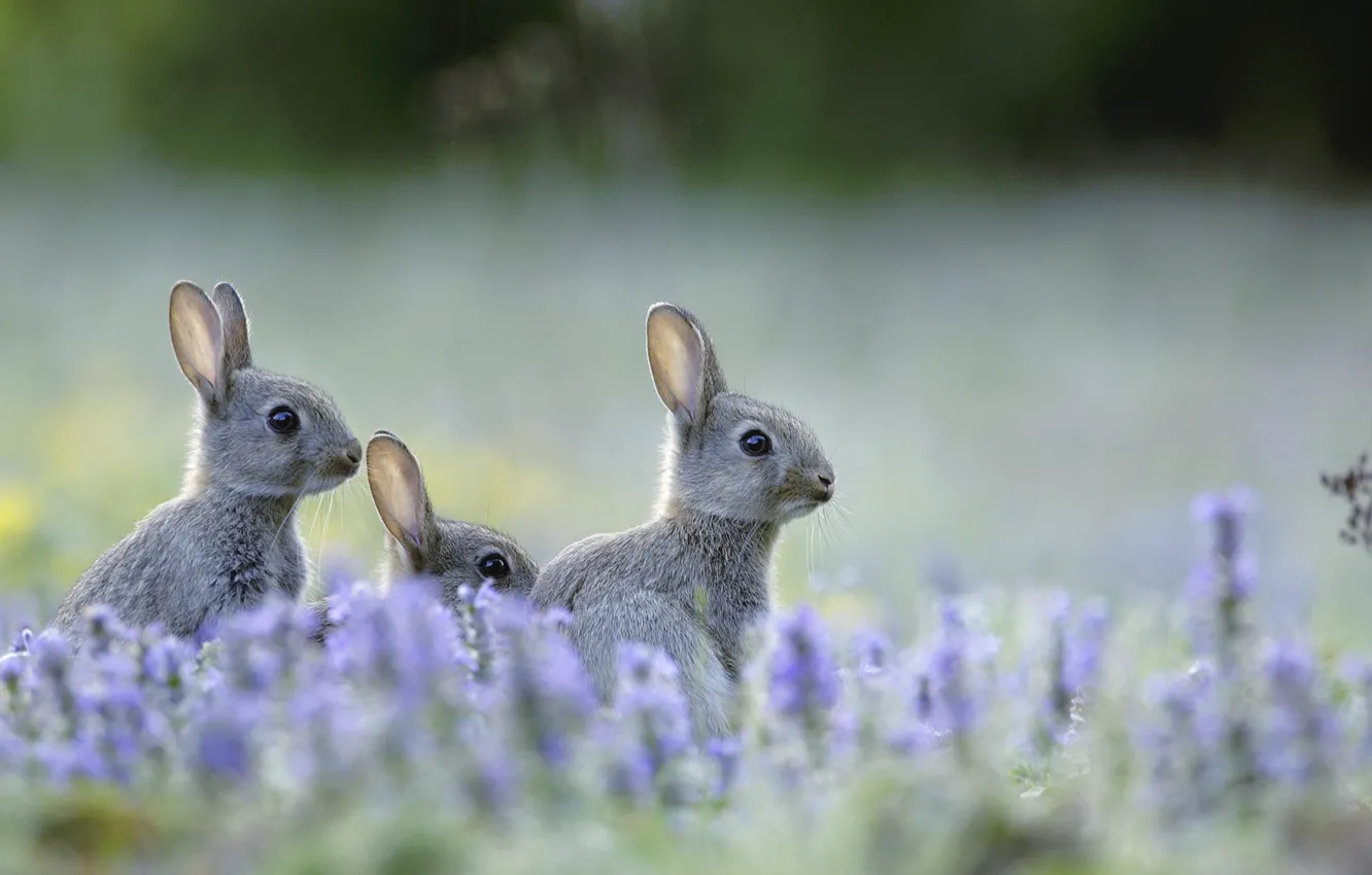 Photo wallpaper field, flowers, meadow, lavender, wild rabbit, a harbinger of Easter