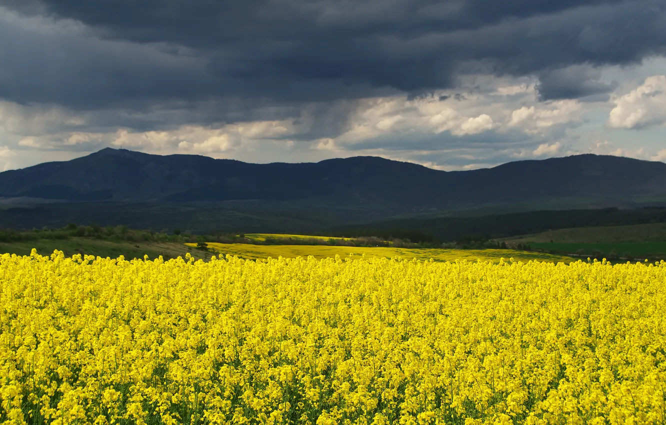 Photo wallpaper slope, flowers, clouds, mountains, rapeseed field, rape, meadow, dal
