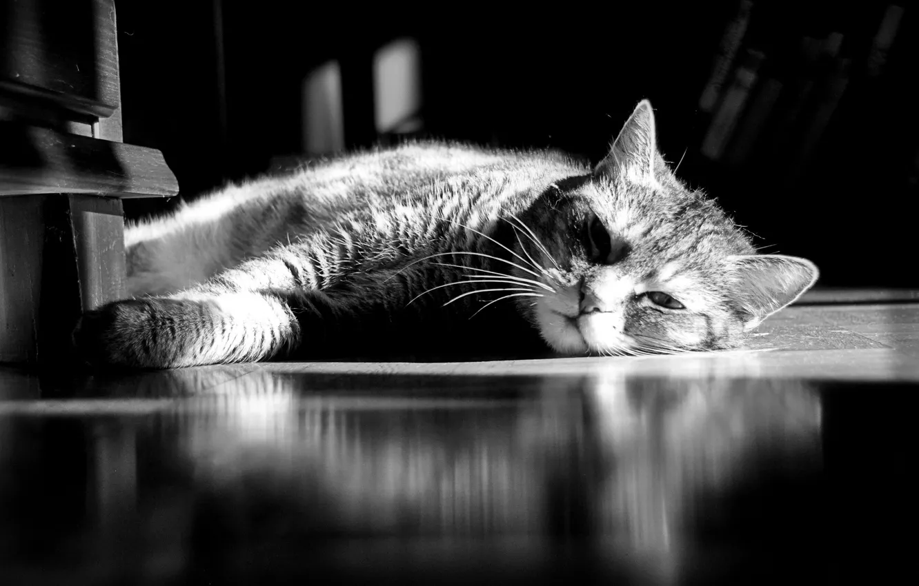 Photo wallpaper cat, cat, lies, striped, resting