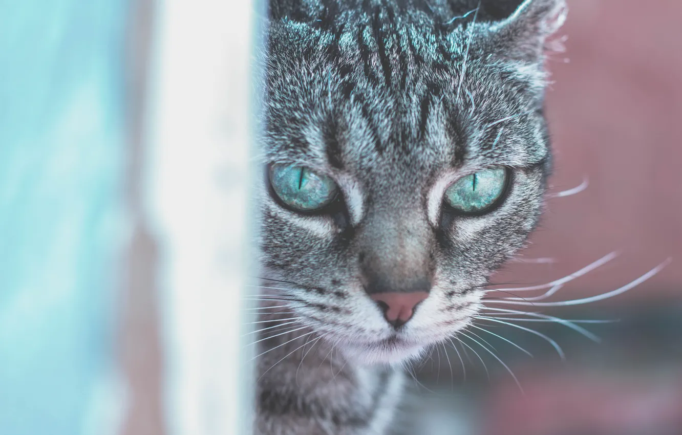 Photo wallpaper cat, cat, mustache, look, face, close-up, grey, portrait