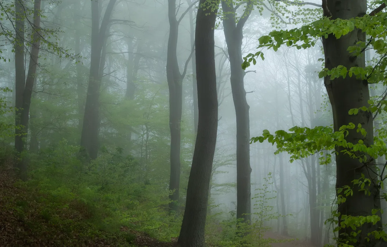 Photo wallpaper forest, trees, branches, fog, foliage, morning, trunk, the bushes