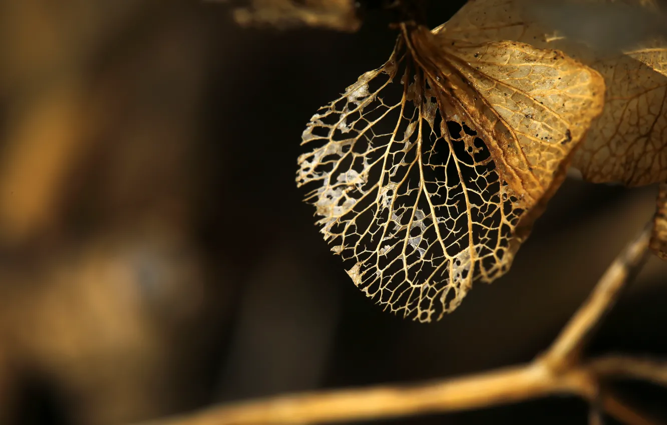 Photo wallpaper leaves, macro, nature, twigs