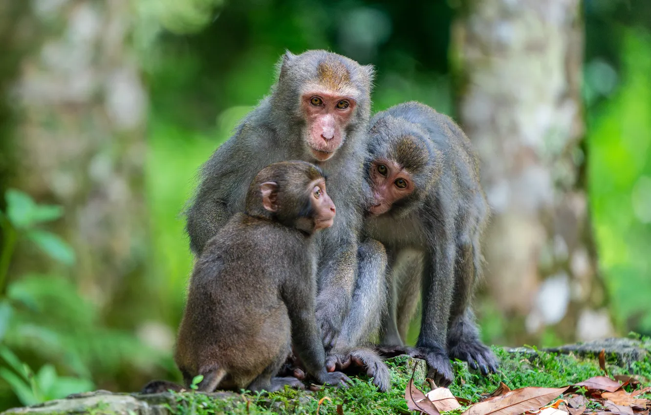 Photo wallpaper trees, monkey, cub, monkey, mom, parents