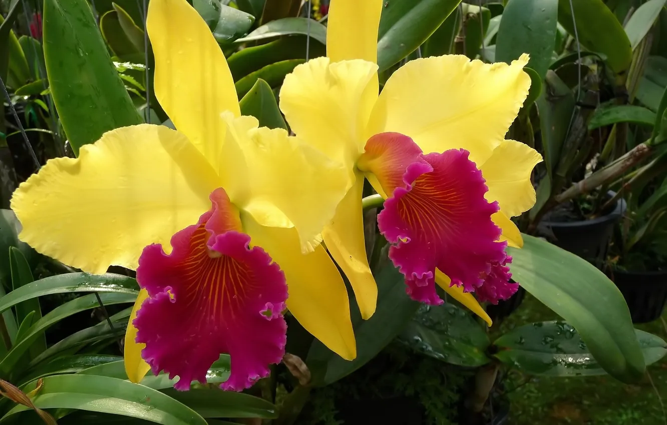 Photo wallpaper flowers, Orchid, yellow Orchid