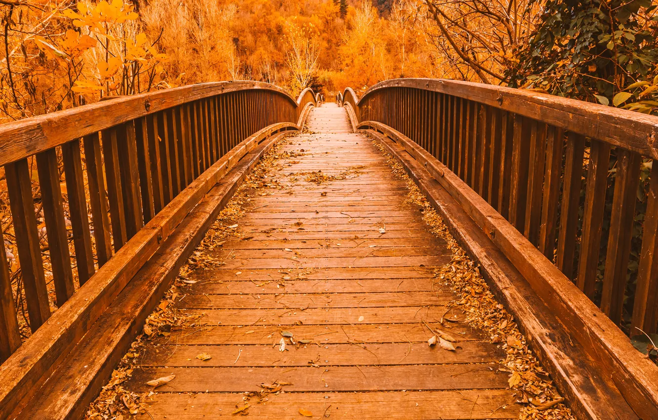 Photo wallpaper autumn, leaves, trees, bridge, Park, trail, nature, yellow