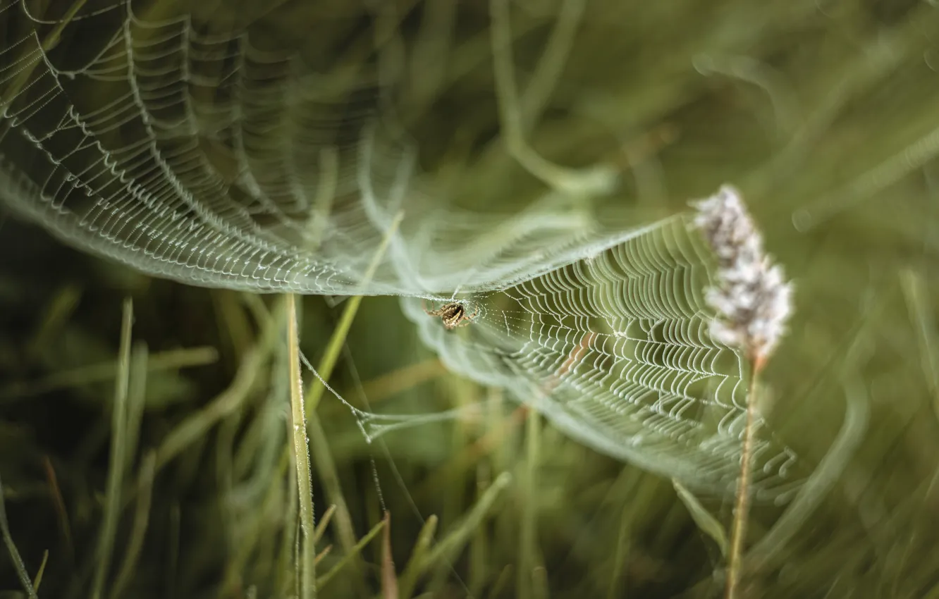 Photo wallpaper summer, grass, web, spider