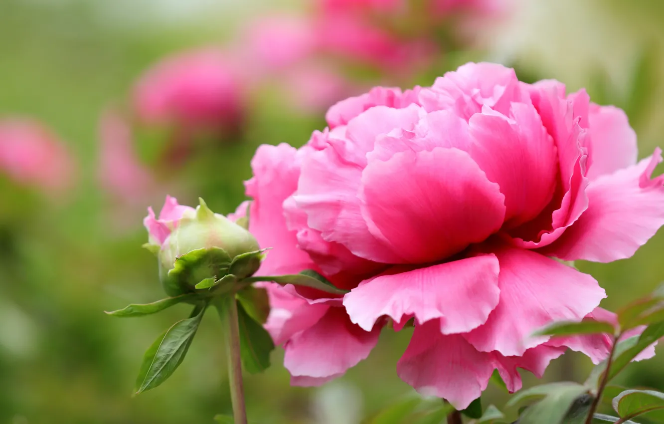 Photo wallpaper flower, leaves, flowers, background, pink, peony