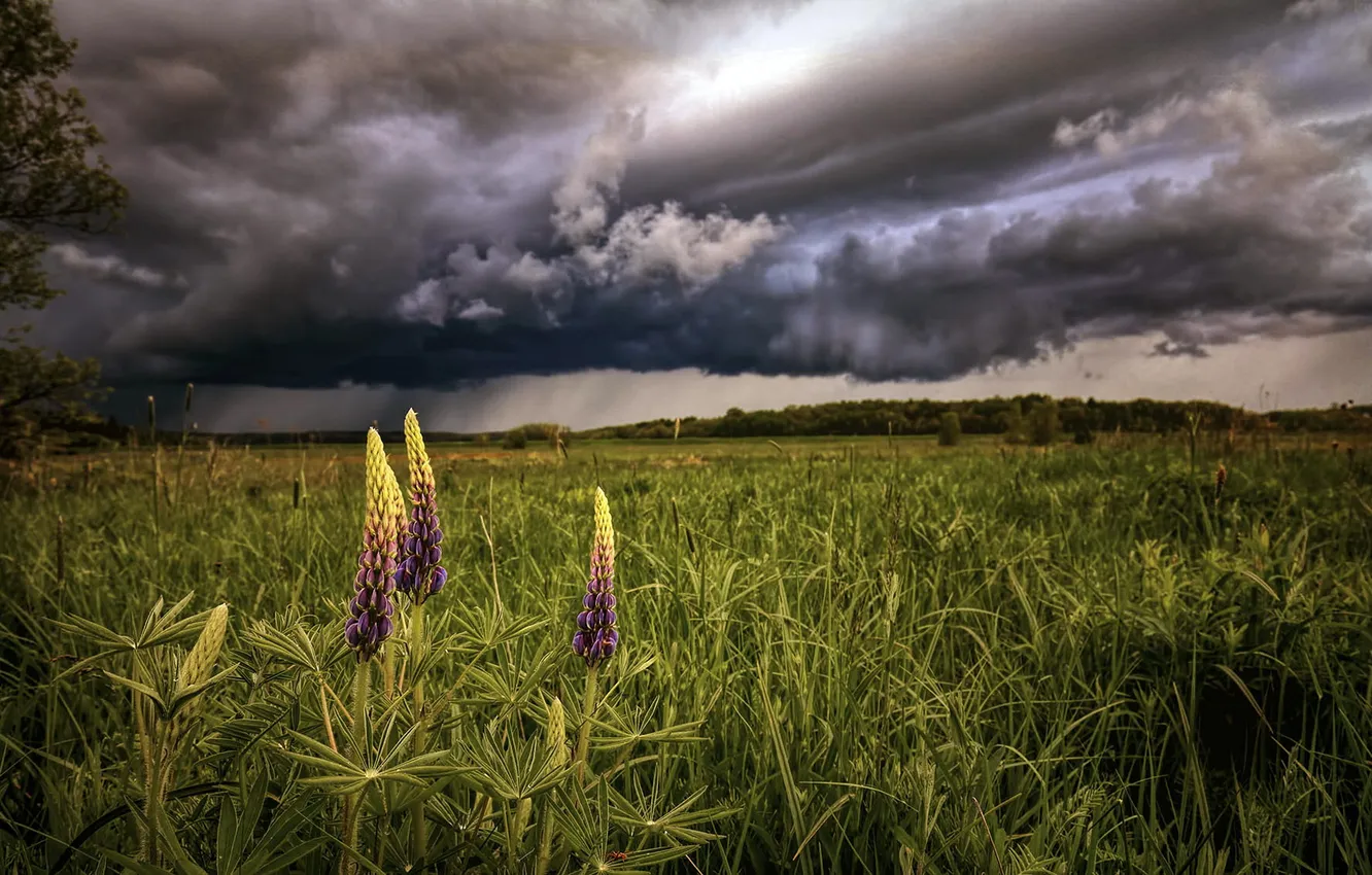 Photo wallpaper field, summer, flowers, clouds