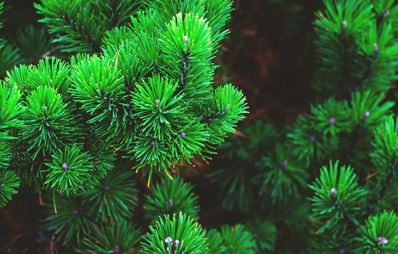 Photo wallpaper needles, branches, nature, green, background, Wallpaper, wallpaper, picture