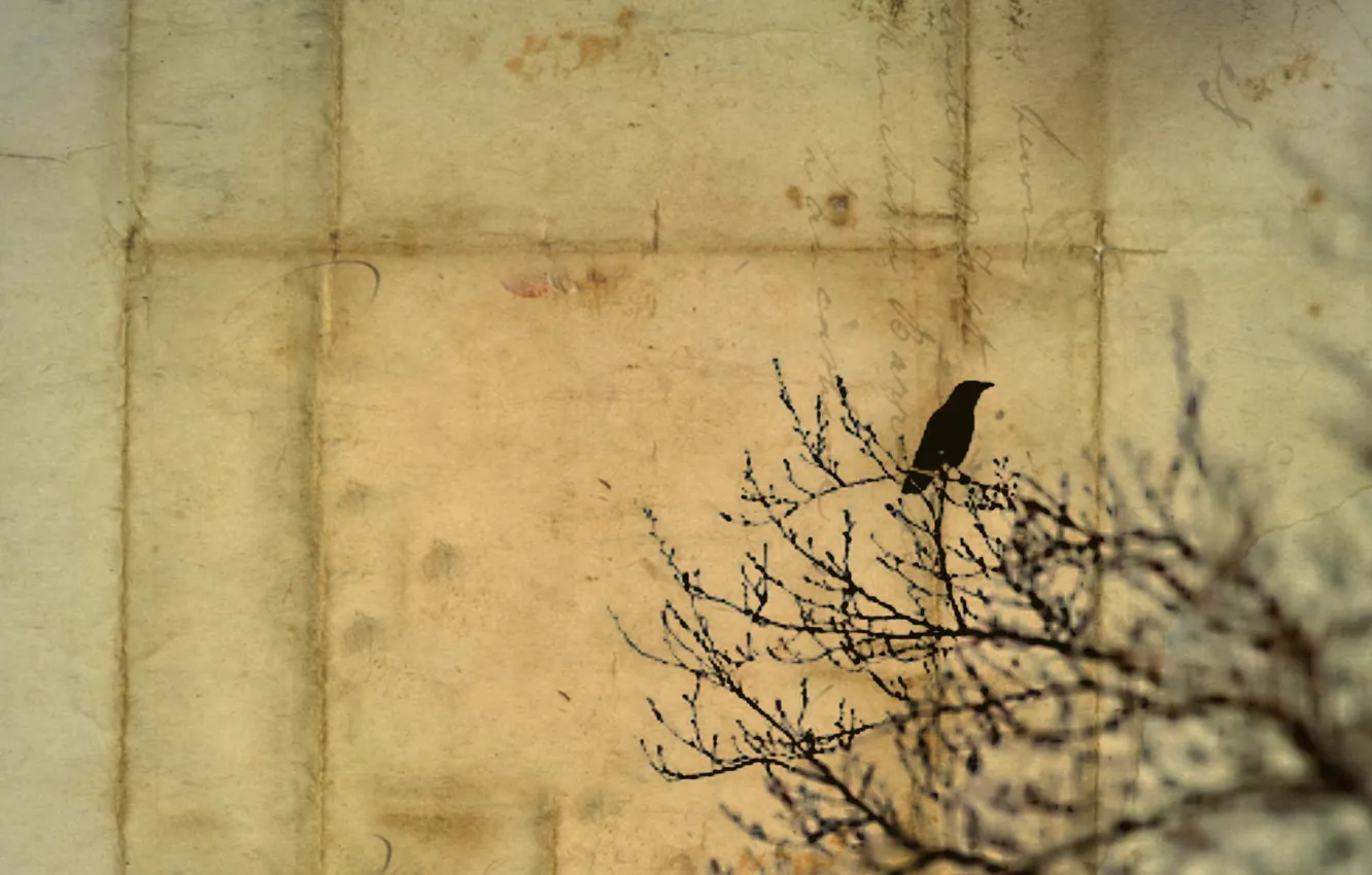 Photo wallpaper letter, style, background, bird