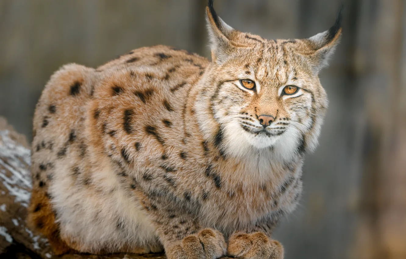 Photo wallpaper look, nature, pose, lynx, face