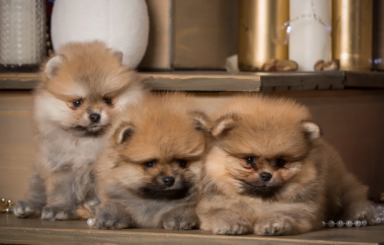 Photo wallpaper puppies, trio, Spitz