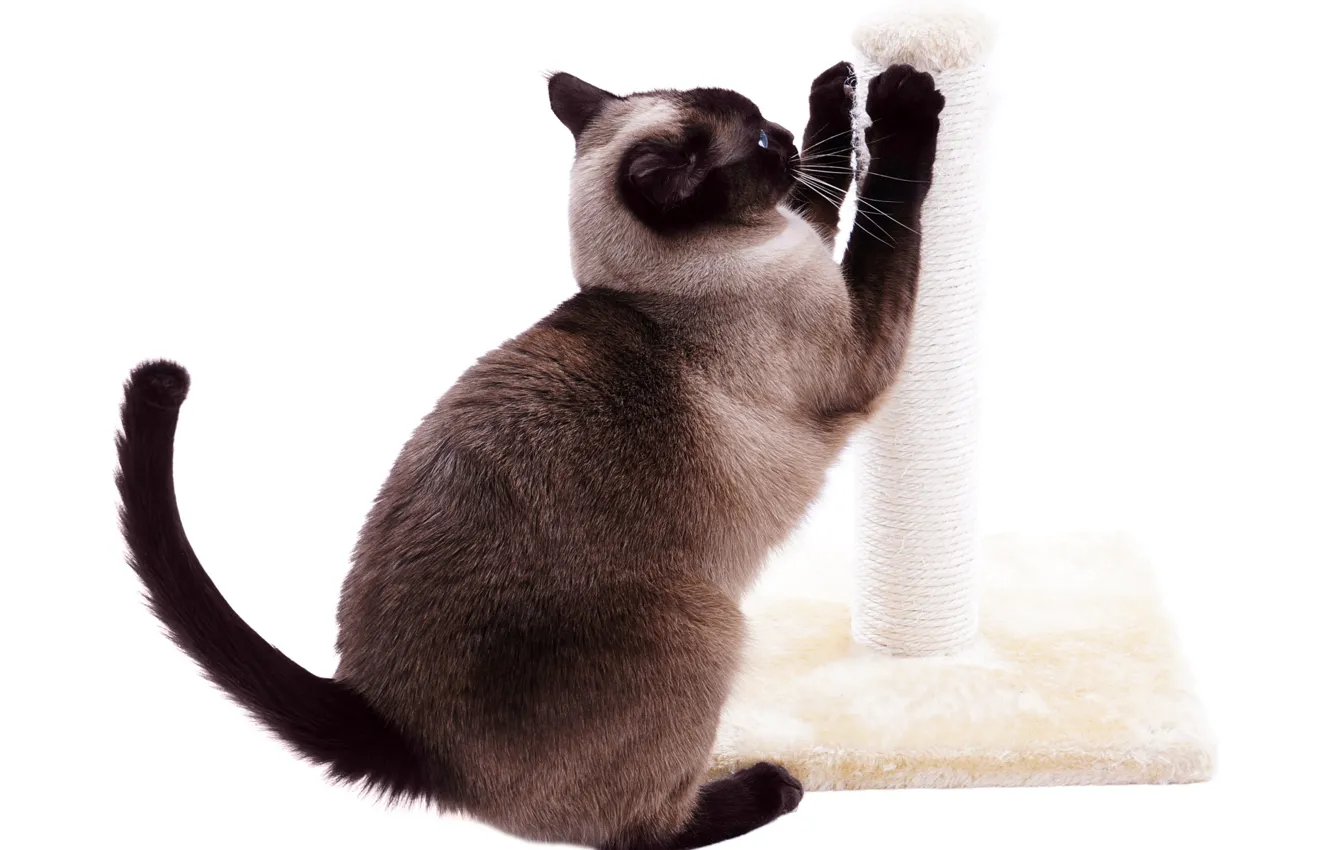 Photo wallpaper Siamese cat, on hind legs, sharpens claws