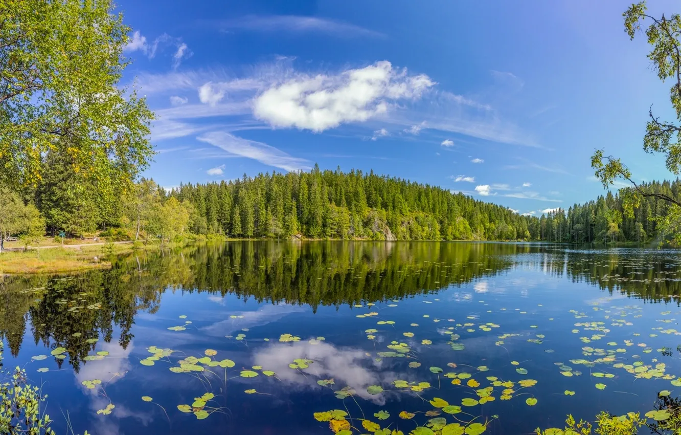 Photo wallpaper forest, summer, trees, lake, reflection, Norway, Norway, Oslo County