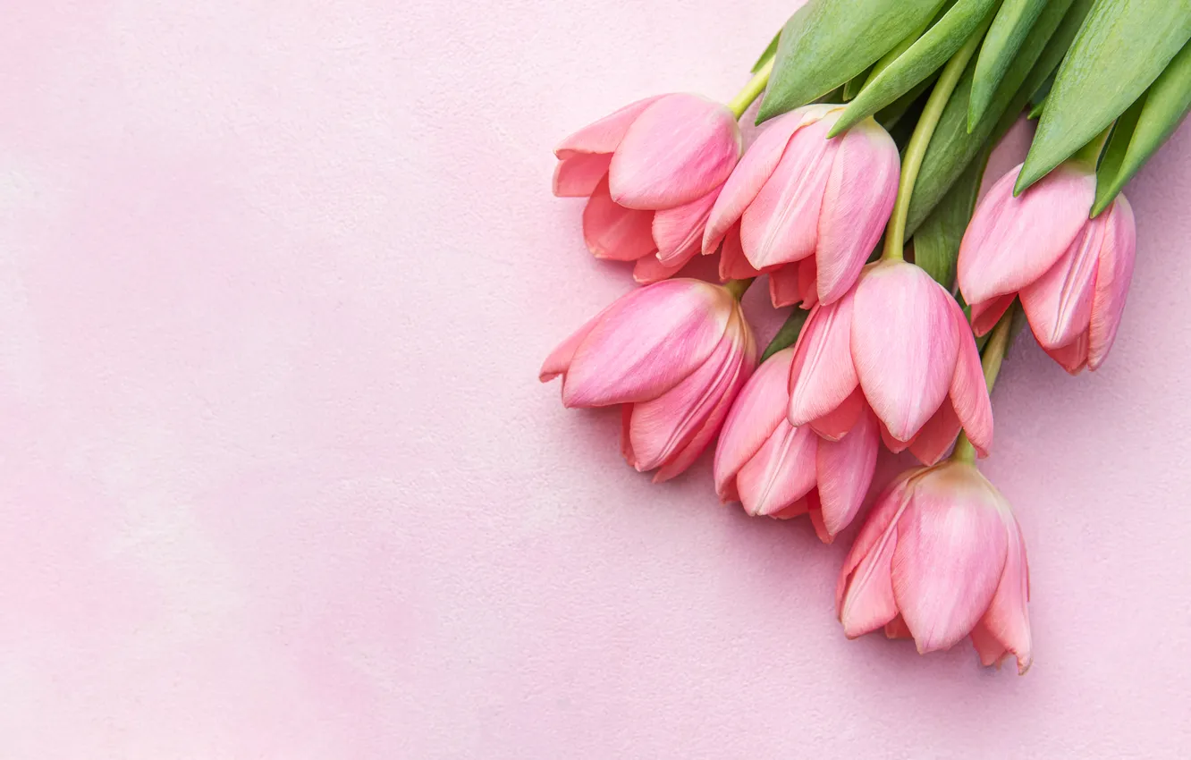 Photo wallpaper flowers, bouquet, tulips, pink, flowers, tulips, spring, bouquet