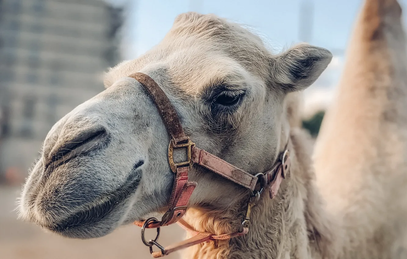 Photo wallpaper face, background, camel