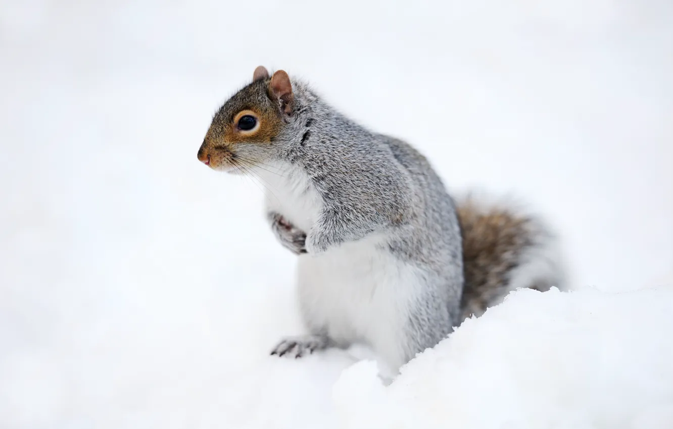 Photo wallpaper winter, look, snow, nature, pose, grey, protein, the snow