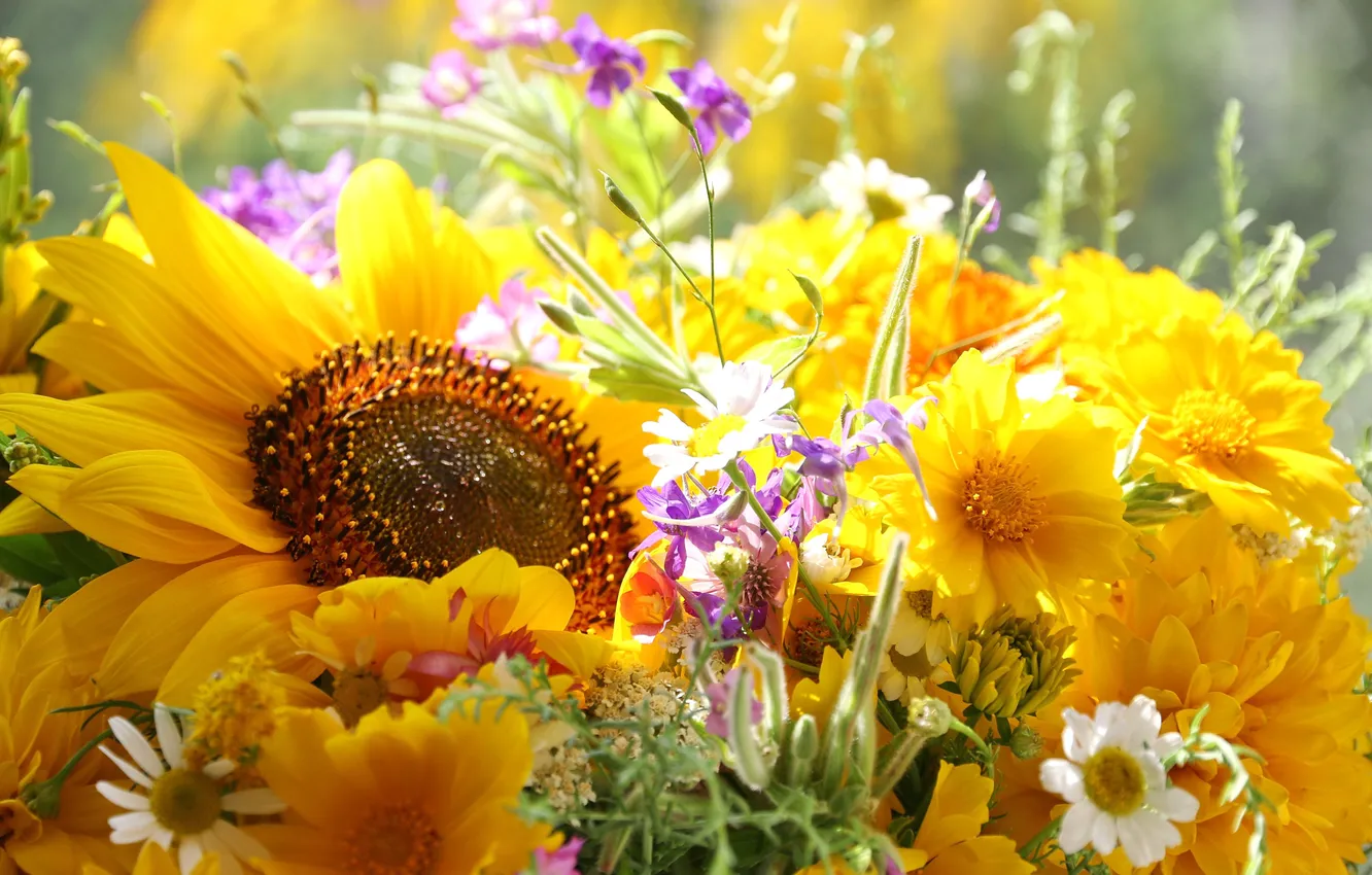 Photo wallpaper nature, sunflower, bouquet, Daisy