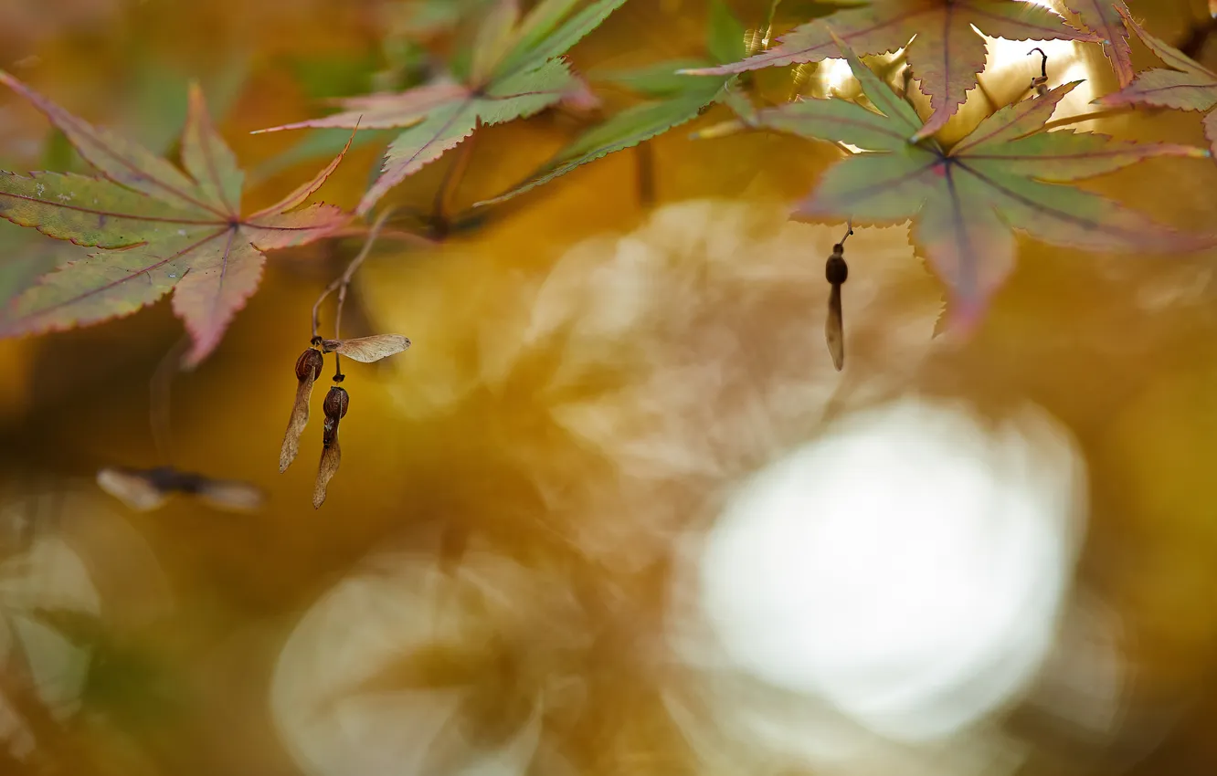 Photo wallpaper leaves, nature, background