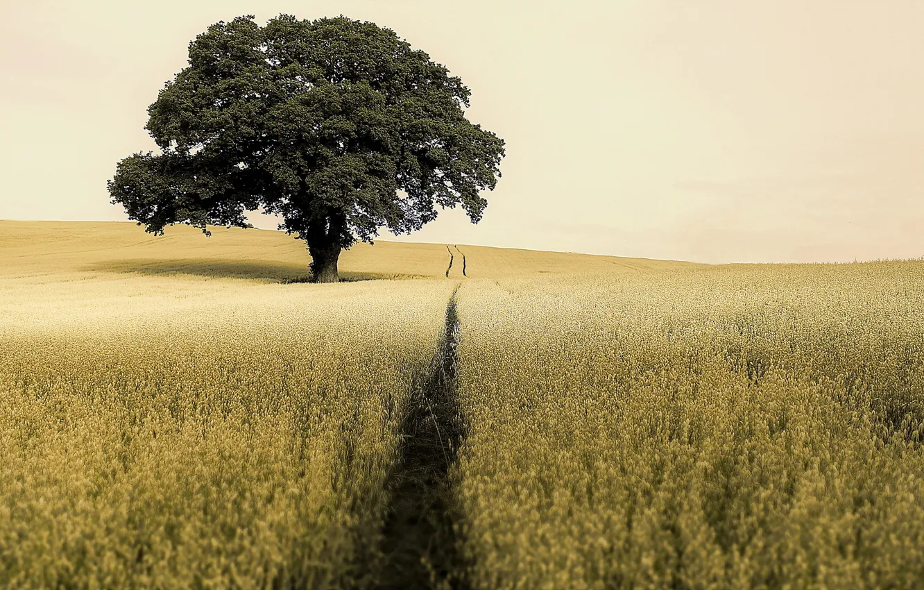 Photo wallpaper field, trees, landscape