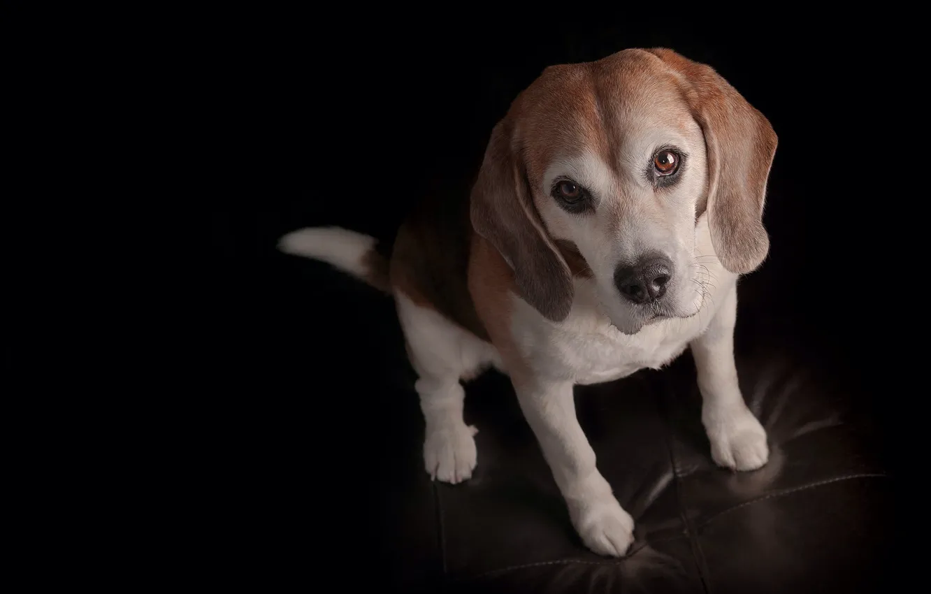 Photo wallpaper look, dog, puppy, face, black background, doggie, Beagle