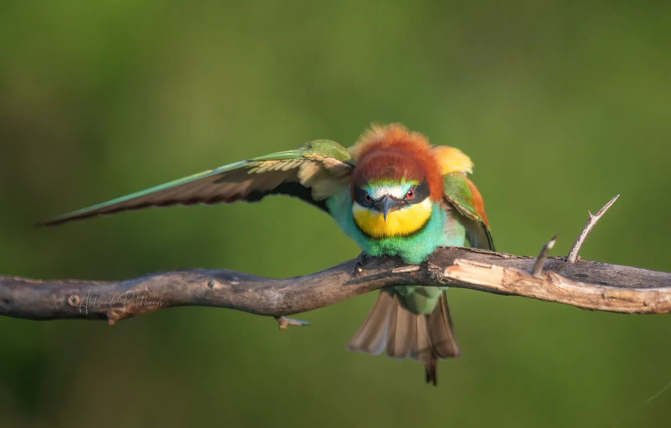 Photo wallpaper bird, feathers, look, pose