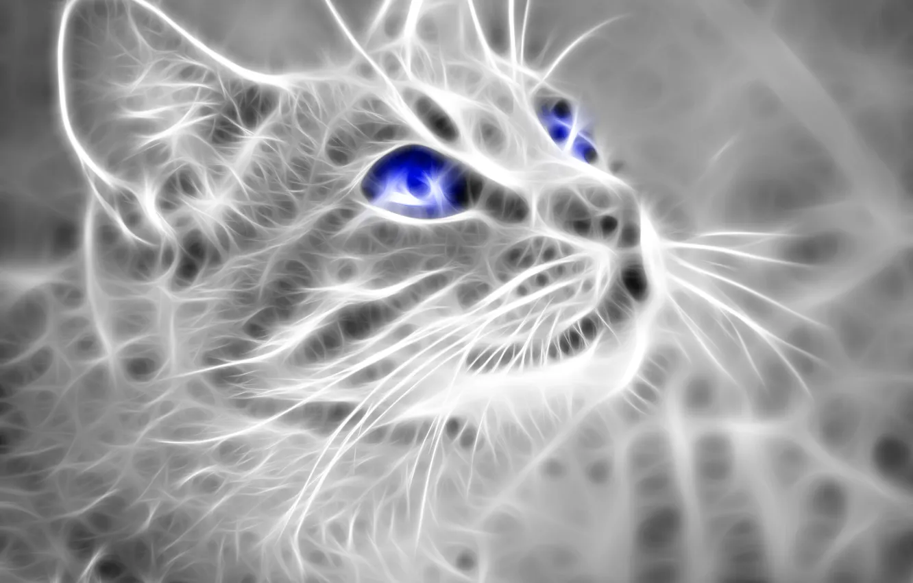 Photo wallpaper white, black, cat, blue eyes, Look up