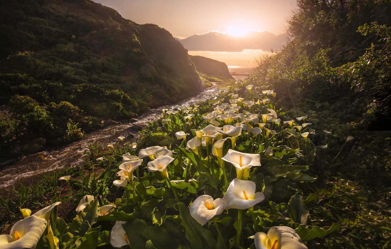 Photo wallpaper sunset, flowers, CA, California, Calla lilies, Big Sur, Big Sur, Garrapata State Park