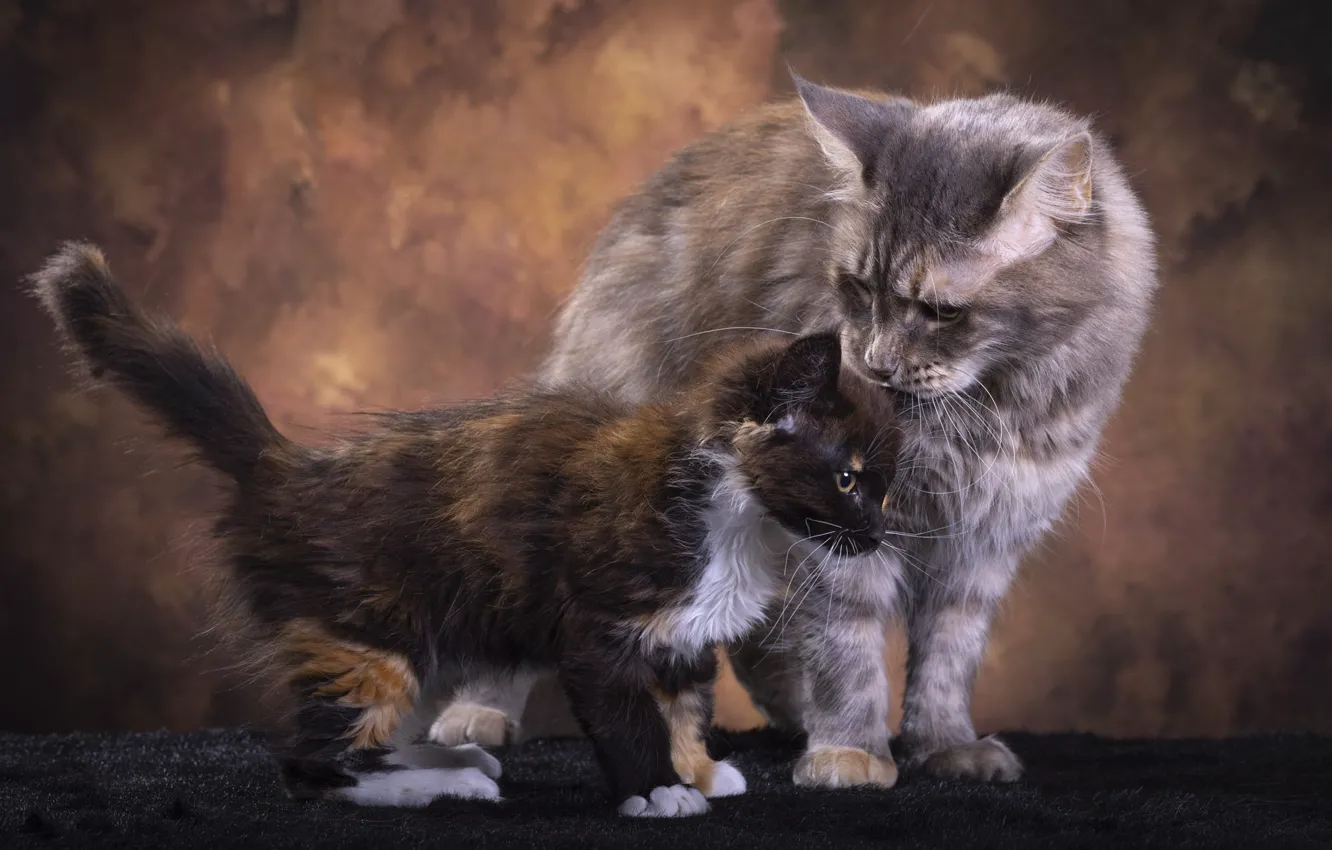 Photo wallpaper cat, pose, kitty, care, mom, spotted, Studio, Maine Coon