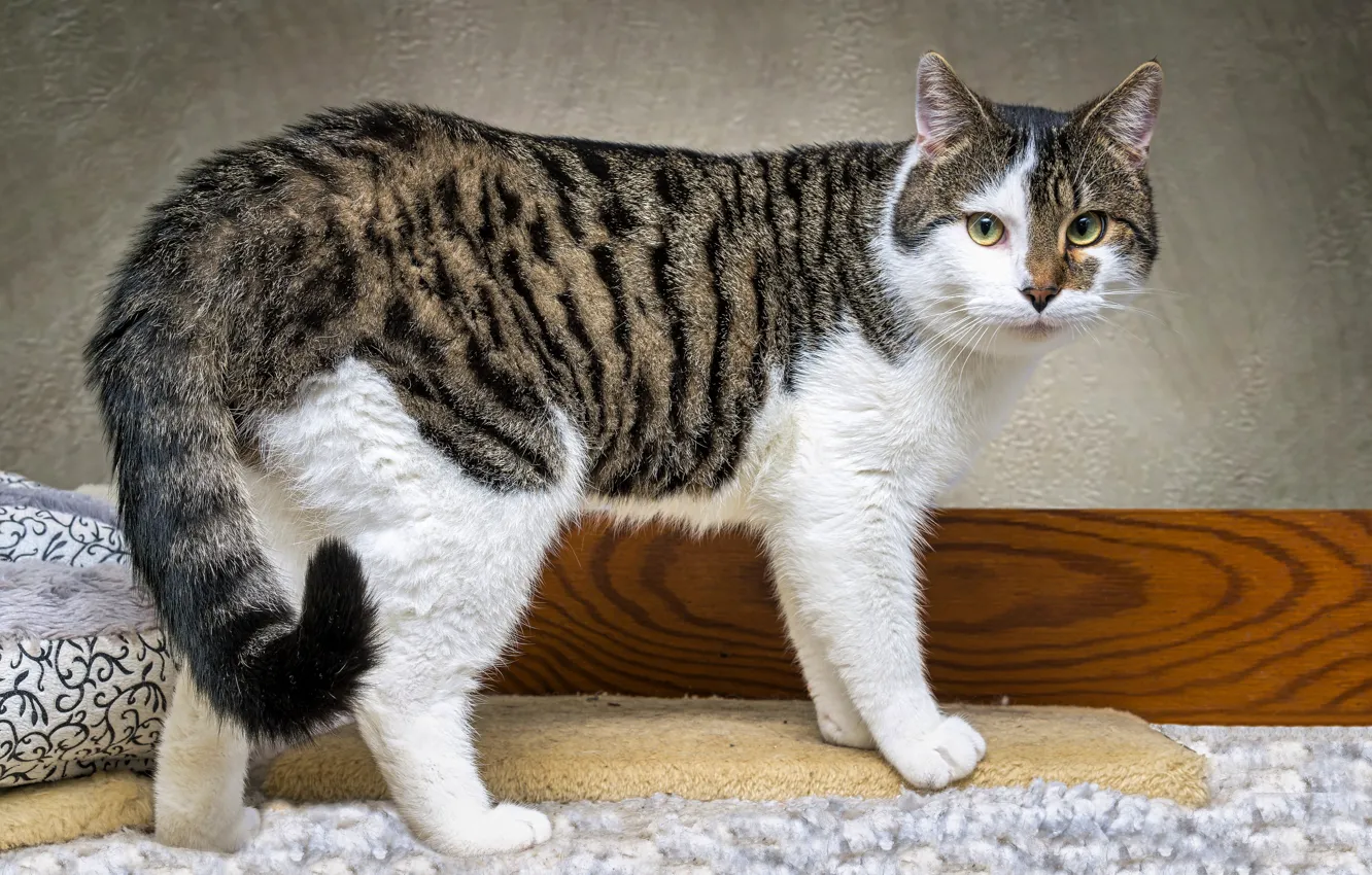 Photo wallpaper cat, cat, look, face, grey with white