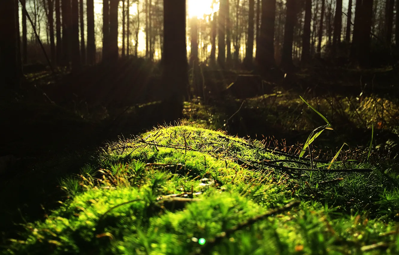 Photo wallpaper forest, the sun, branches, trunks, moss, thicket, the edge