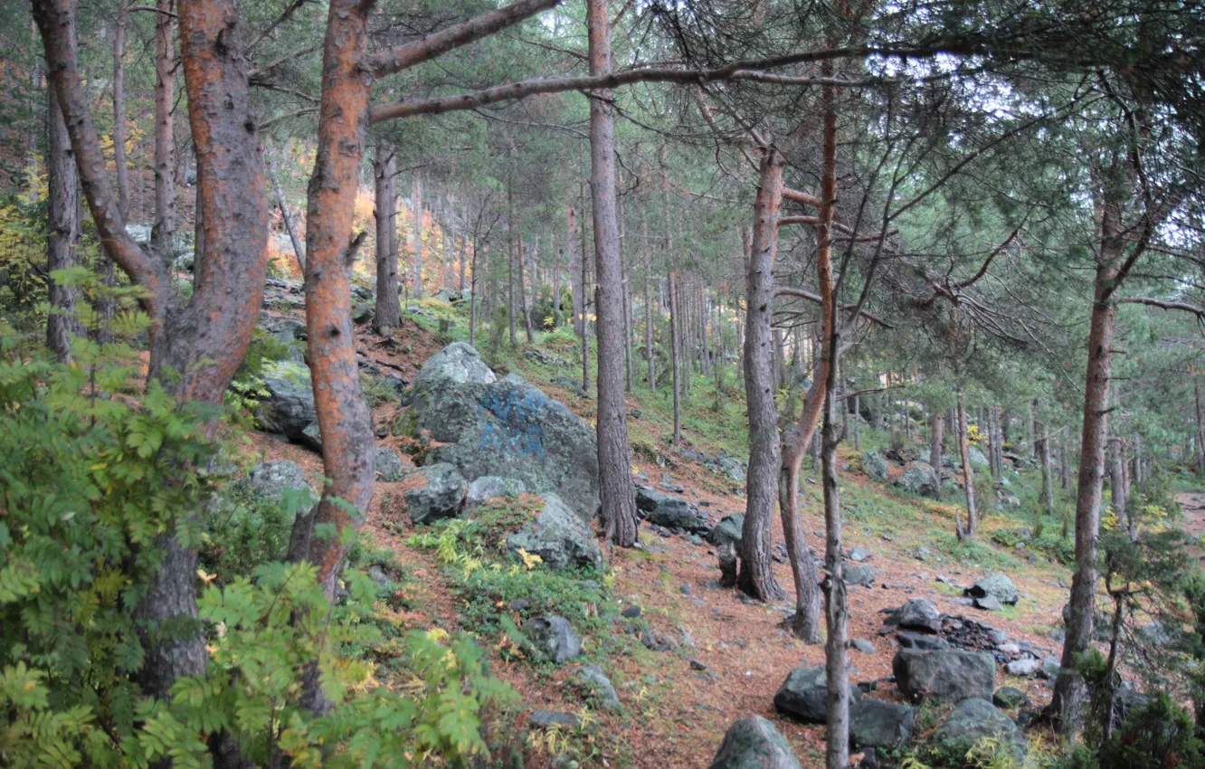 Photo wallpaper forest, nature, pine