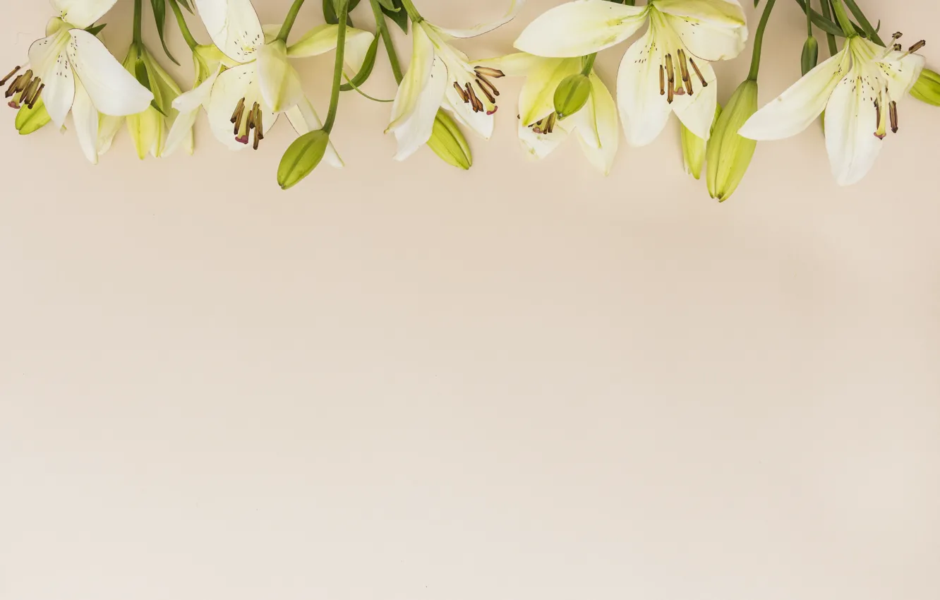 Photo wallpaper flowers, Lily, white, buds