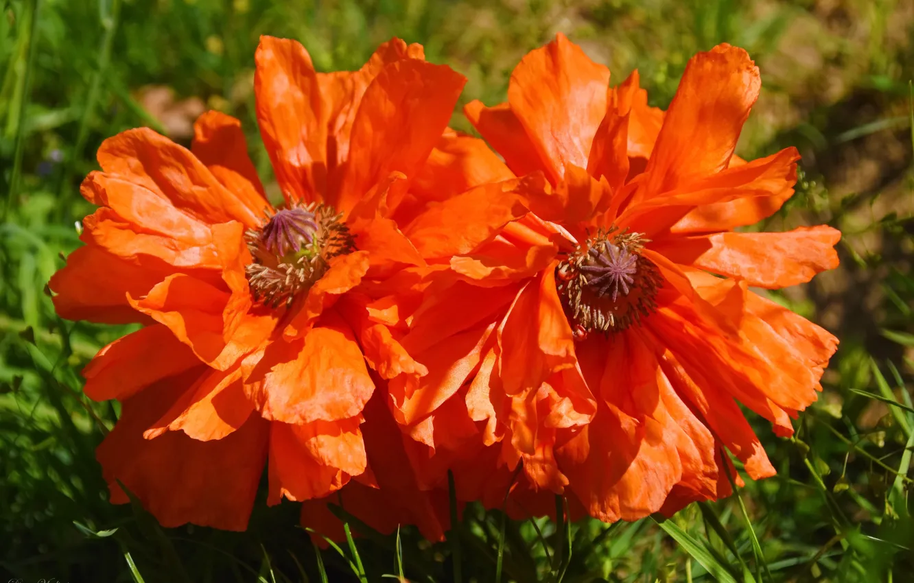 Photo wallpaper flowers, nature, Mac, spring