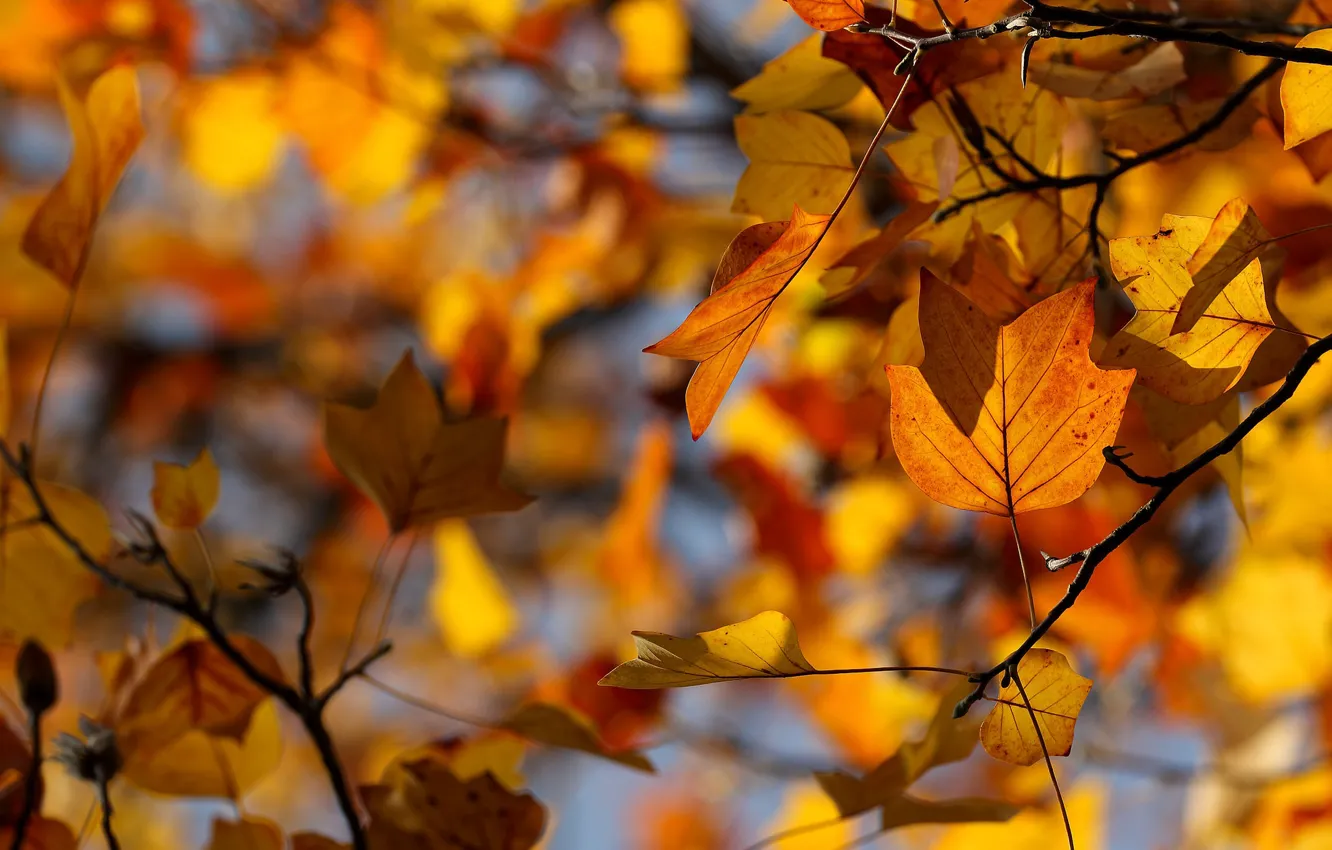 Photo wallpaper autumn, leaves, October, bokeh