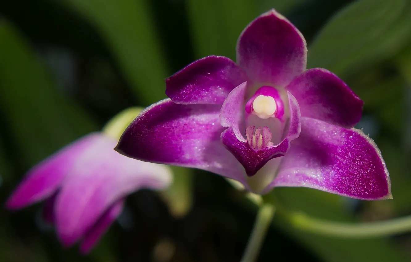 Photo wallpaper macro, exotic, Orchid