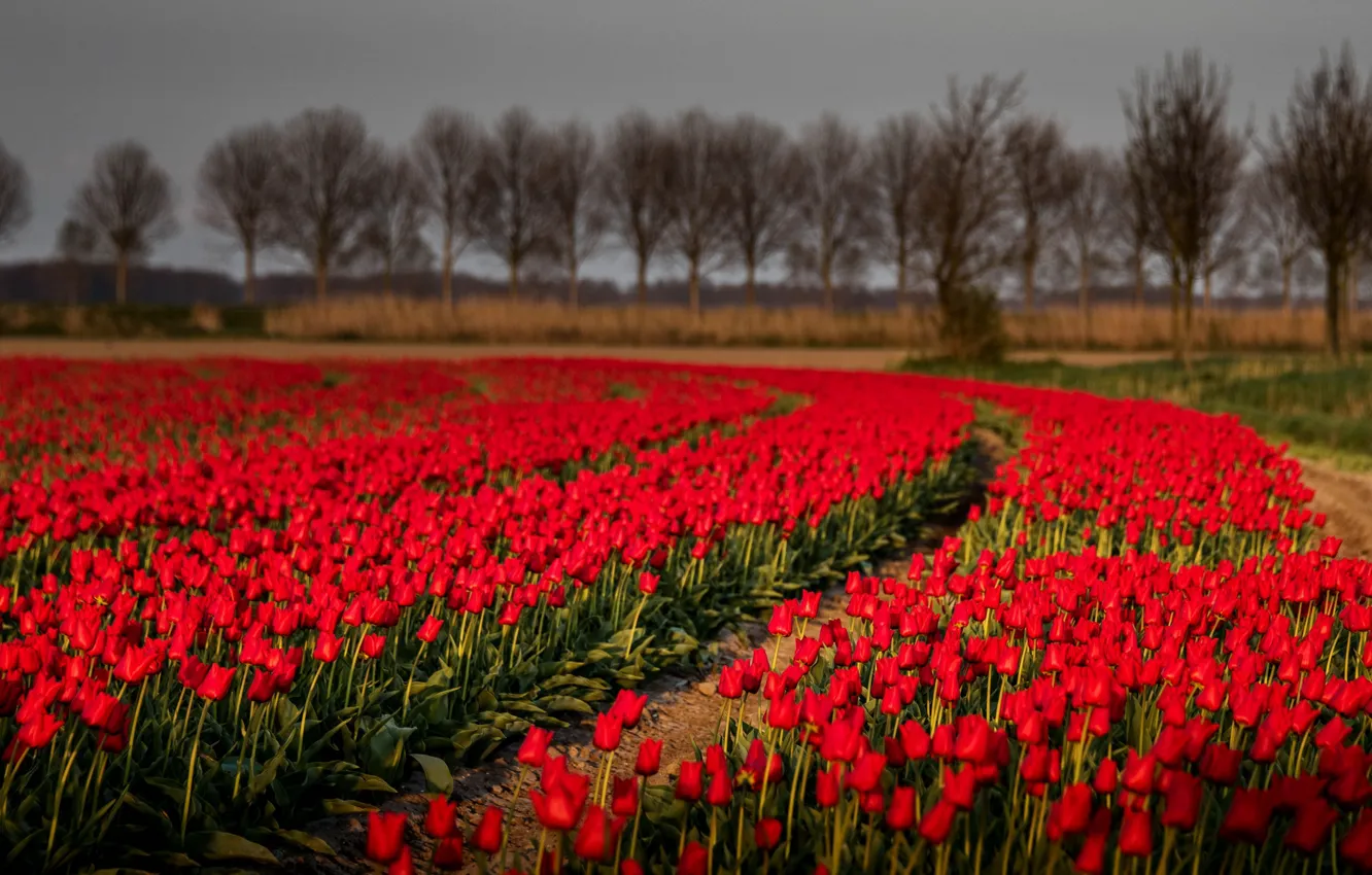 Photo wallpaper field, nature, tulips