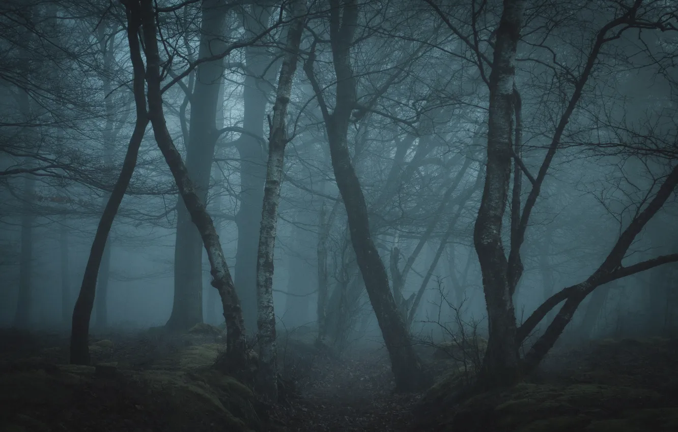 Photo wallpaper forest, trees, nature, fog, twilight