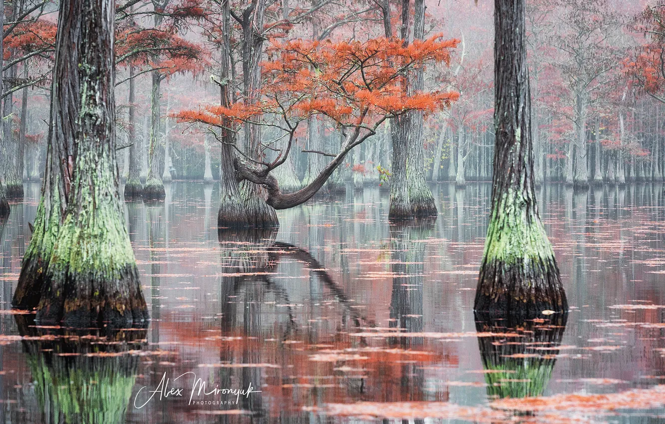 Photo wallpaper autumn, forest, water, nature, fog, lake