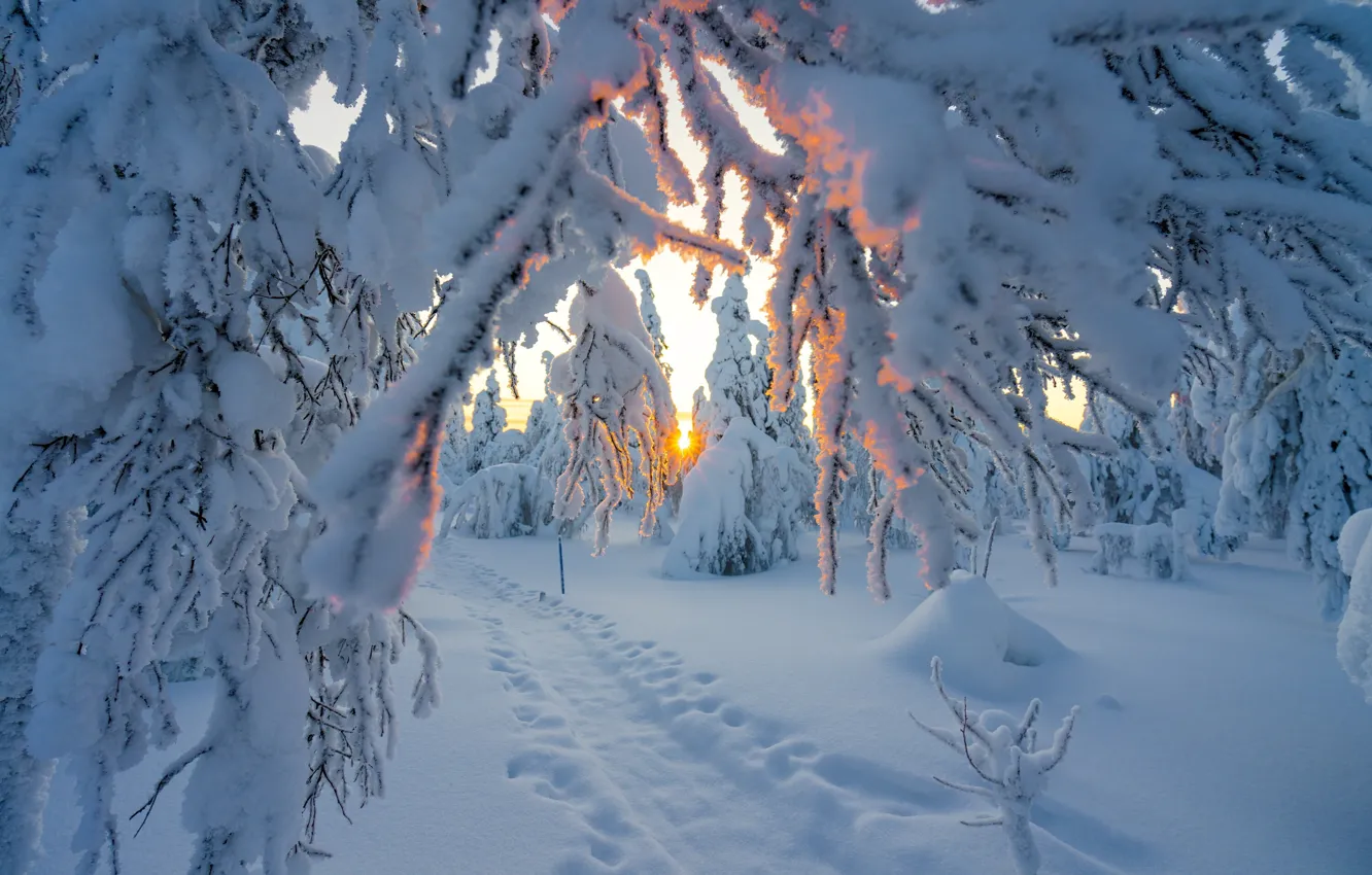 Photo wallpaper winter, the sun, rays, snow, trees, landscape, branches, traces