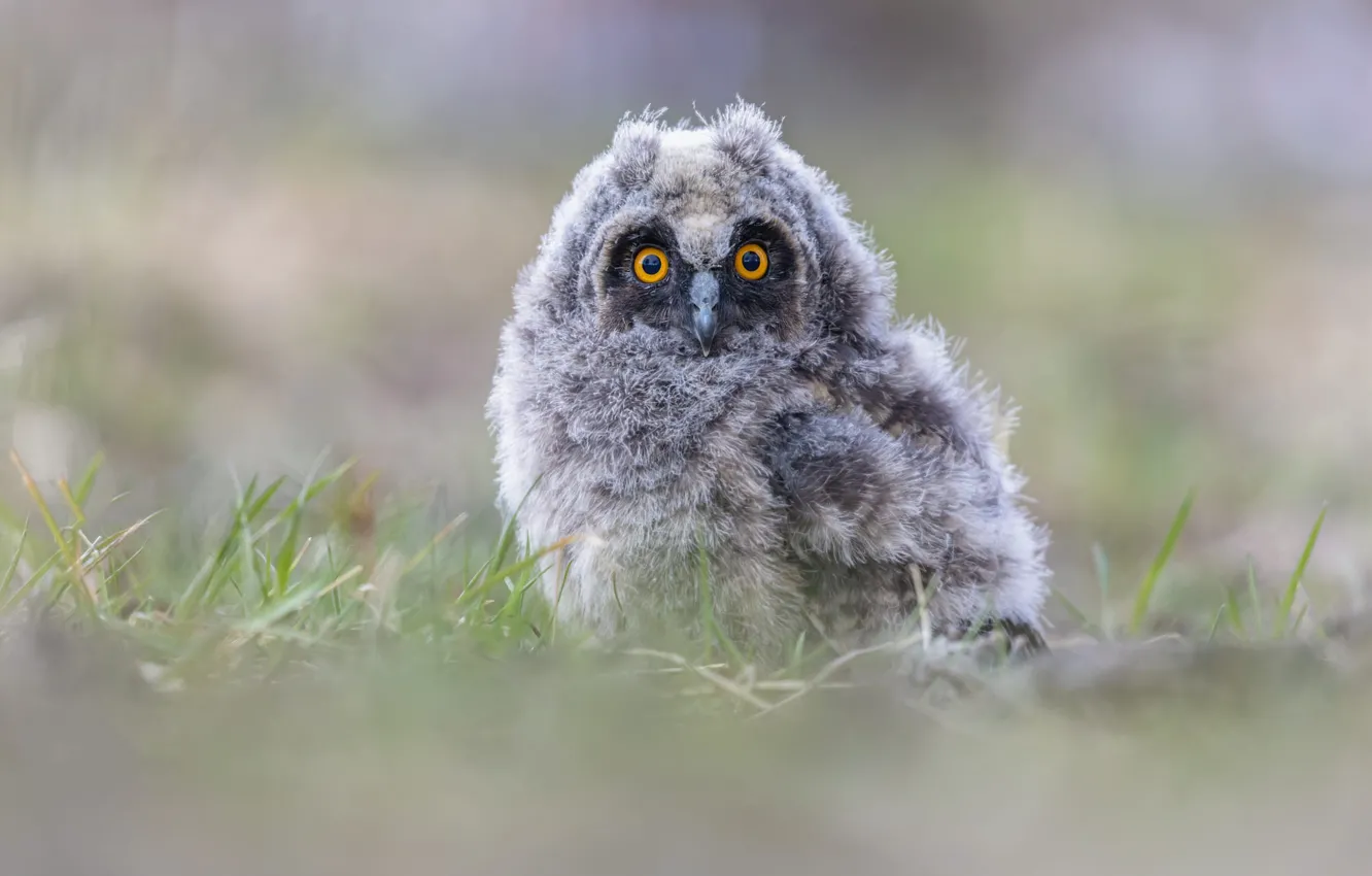 Photo wallpaper grass, look, nature, owl, bird, glade, Chicks, owlet