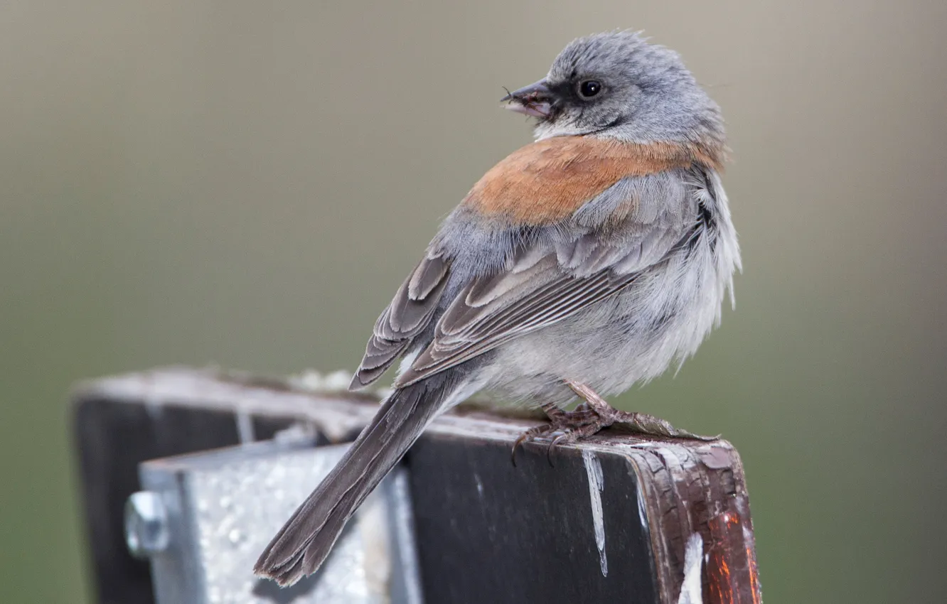 Photo wallpaper nature, bird, tail, Gray Junco