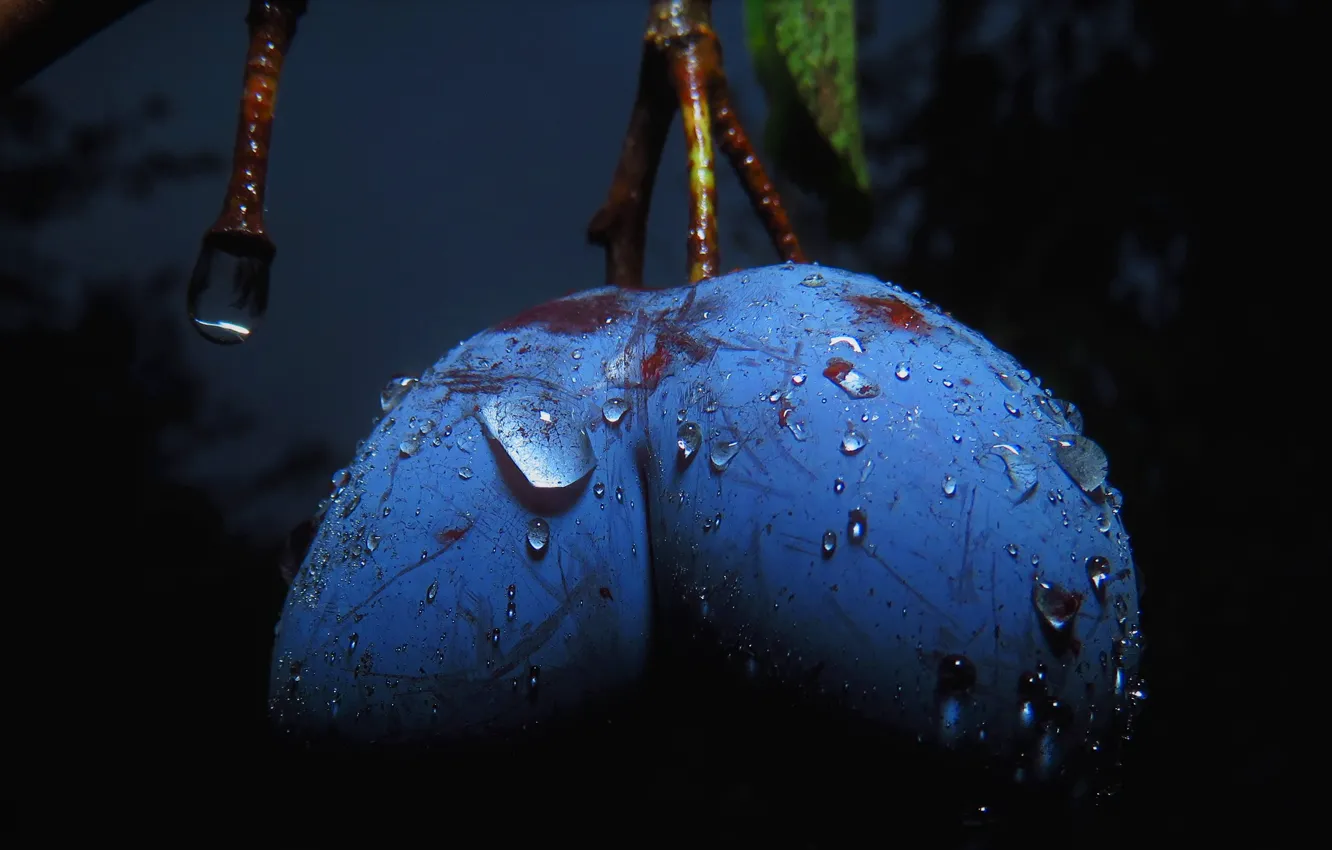 Photo wallpaper drops, night, branches, berries, the dark background, two, food, garden