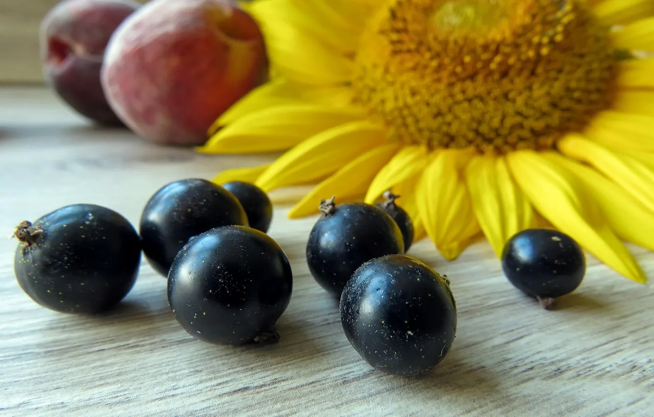 Photo wallpaper sunflowers, currants, wood, drain