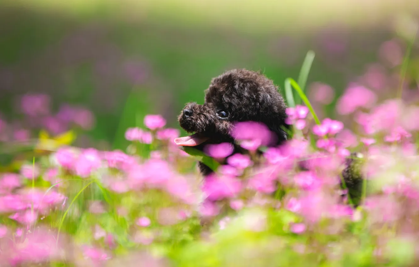 Photo wallpaper look, nature, pose, dog, face