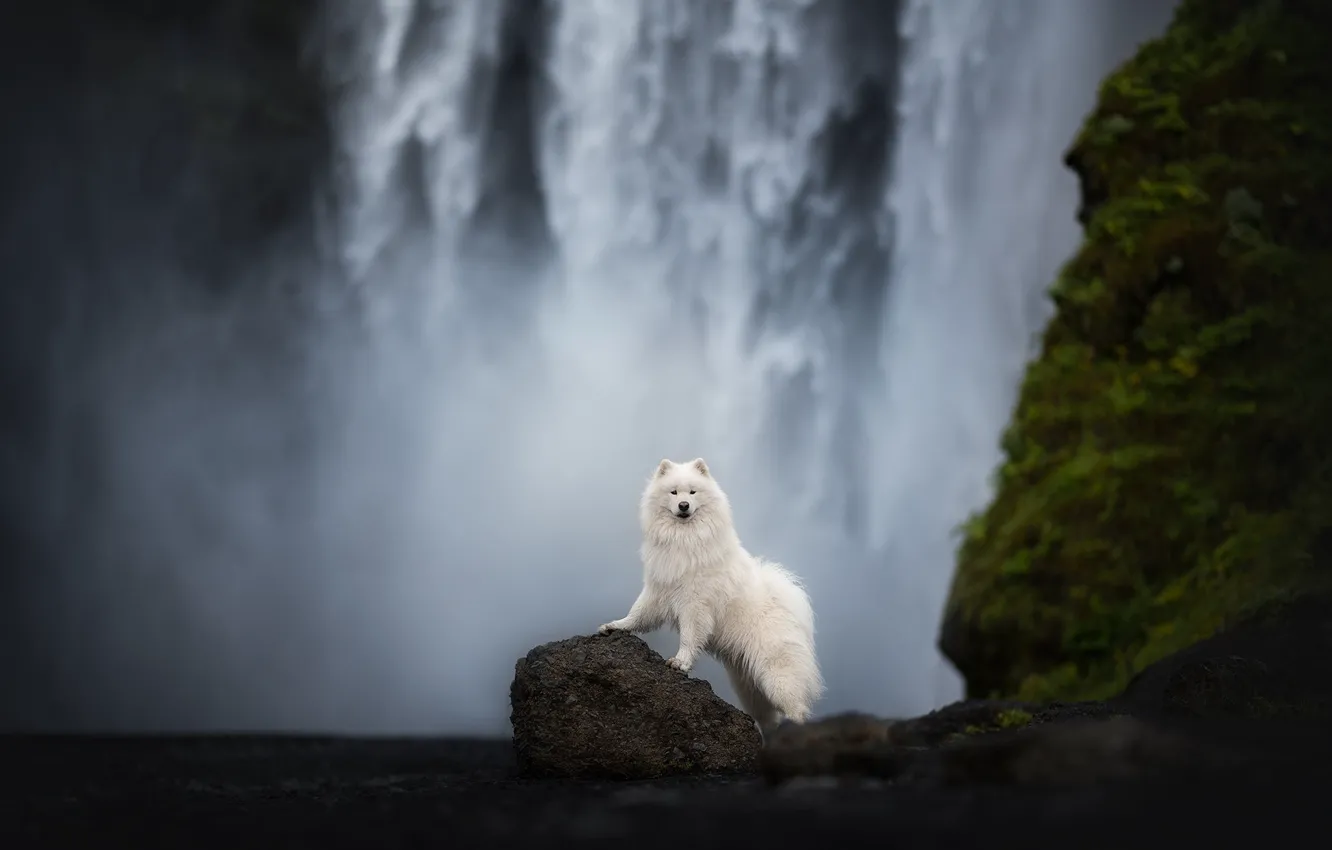 Photo wallpaper white, look, nature, pose, dog, face, Samoyed
