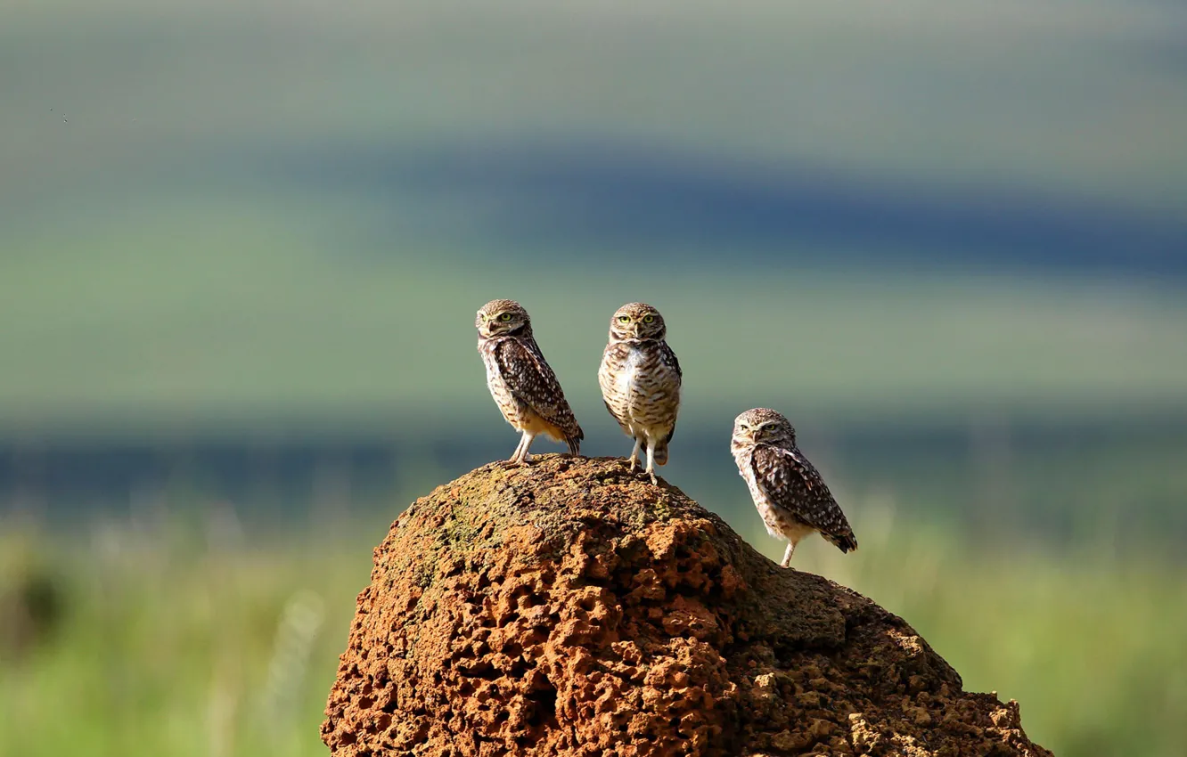 Photo wallpaper owl, bird, Brazil, burrowing owl, mound, Serra da Canastra